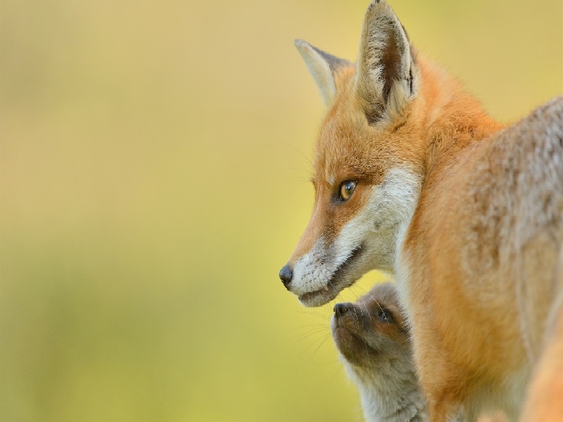 pe试管装酸，bnh试管维瓦医生